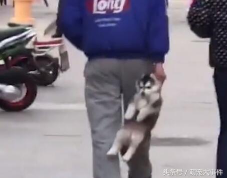 這是我見過最委屈的小二哈，沒有之一！長大決定給主人換個新房
