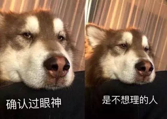 帶狗兜風兜出一籮筐危機，撿屎官你們可長點心吧