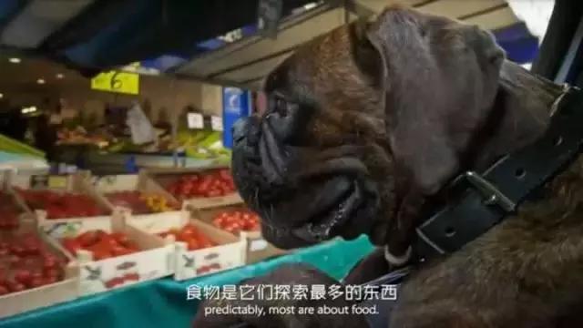 帶狗兜風兜出一籮筐危機，撿屎官你們可長點心吧