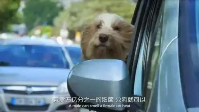 帶狗兜風兜出一籮筐危機，撿屎官你們可長點心吧