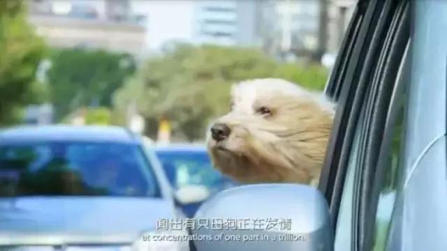 帶狗兜風兜出一籮筐危機，撿屎官你們可長點心吧