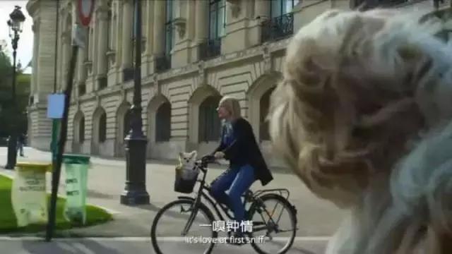 帶狗兜風兜出一籮筐危機，撿屎官你們可長點心吧