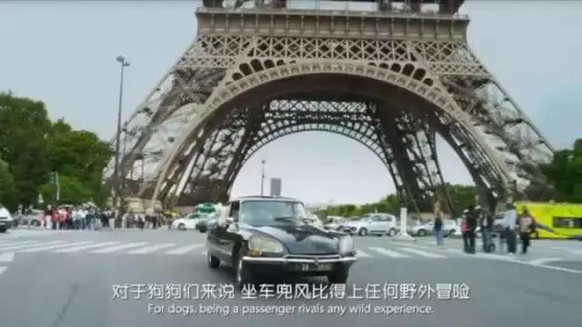 帶狗兜風兜出一籮筐危機，撿屎官你們可長點心吧