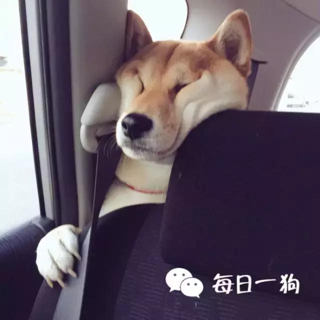 帶狗兜風兜出一籮筐危機，撿屎官你們可長點心吧