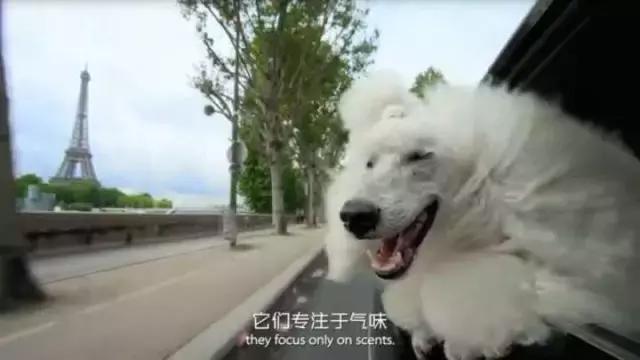 帶狗兜風兜出一籮筐危機，撿屎官你們可長點心吧
