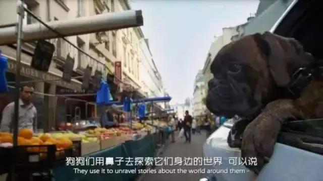 帶狗兜風兜出一籮筐危機，撿屎官你們可長點心吧