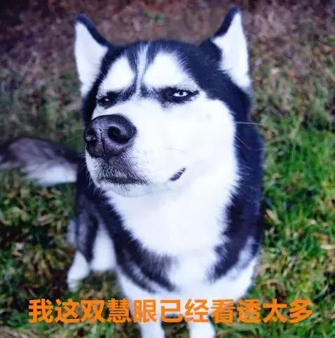 二哈：狗狗都是天使，只是我下凡的時候摔到了腦袋瓜