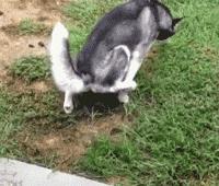 二哈：狗狗都是天使，只是我下凡的時候摔到了腦袋瓜