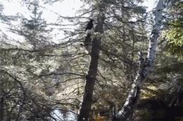 二哈：狗狗都是天使，只是我下凡的時候摔到了腦袋瓜