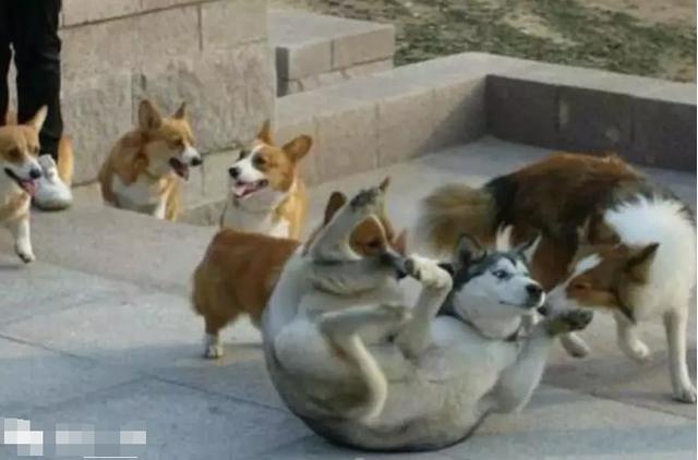 二哈：狗狗都是天使，只是我下凡的時候摔到了腦袋瓜