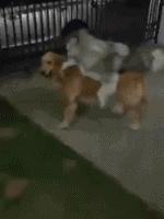 二哈：狗狗都是天使，只是我下凡的時候摔到了腦袋瓜