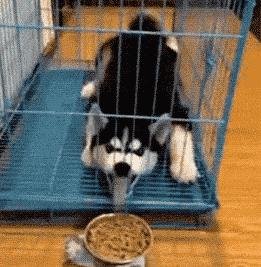 二哈：狗狗都是天使，只是我下凡的時候摔到了腦袋瓜