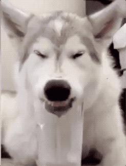 二哈：狗狗都是天使，只是我下凡的時候摔到了腦袋瓜
