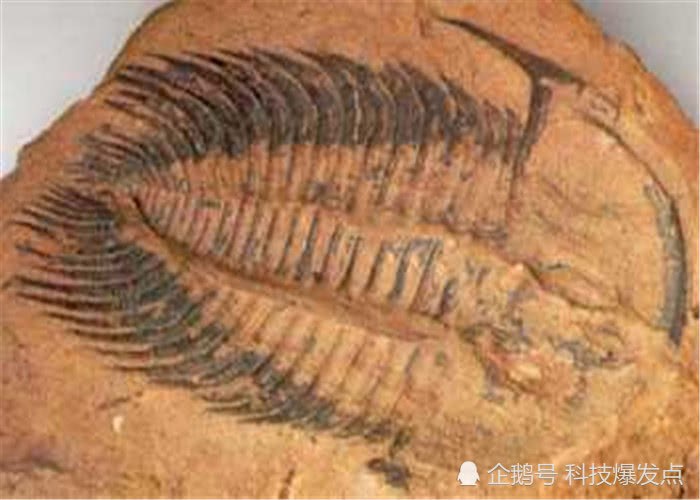 2.5億年前的「人腳印」被發現，科學家：地球生命是一個循環~ 