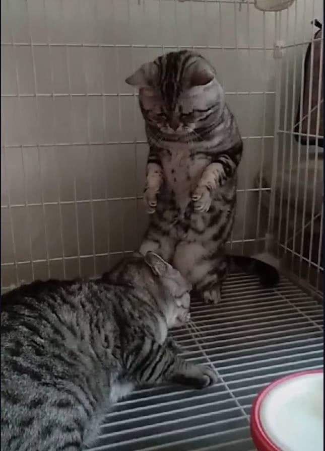 這隻貓咪的表情十分悲傷，鏟屎官：別難過，要多少小魚乾都給你 