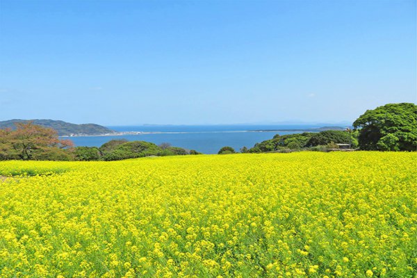 夢幻美景連當地人都讚嘆 日本春日五大絕景 