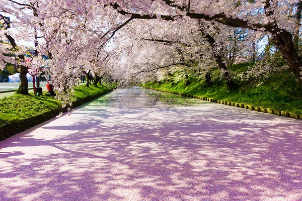 夢幻美景連當地人都讚嘆 日本春日五大絕景 