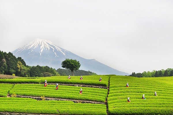 夢幻美景連當地人都讚嘆 日本春日五大絕景 