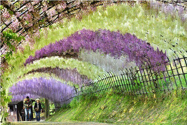 夢幻美景連當地人都讚嘆 日本春日五大絕景 