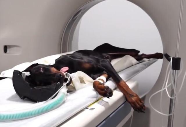 軍犬和寵物犬的差距是什麼，杜賓犬告訴世界：我們為你擋子彈