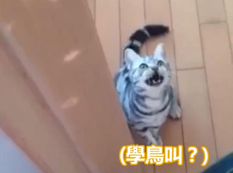 肚子餓不能忍！忘餵罐罐主子氣到「開口講話」，「好餓～」發音超標準網笑：上過正音班嗎？