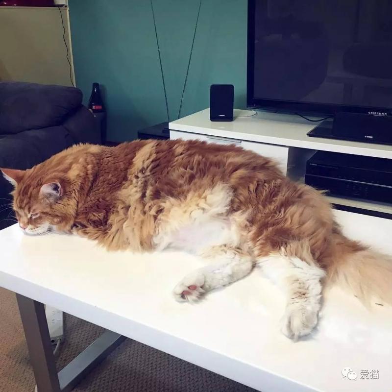 最大的貓不是橘貓也不是緬因貓，而是.......