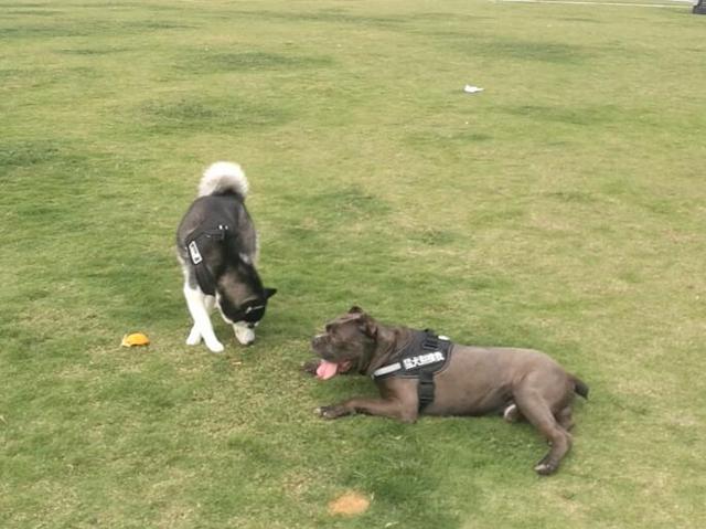 二哈意圖再次欺負猛犬，卡斯羅牽沒有套牽引繩，笑翻眾人