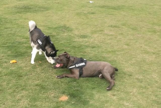 二哈意圖再次欺負猛犬，卡斯羅牽沒有套牽引繩，笑翻眾人