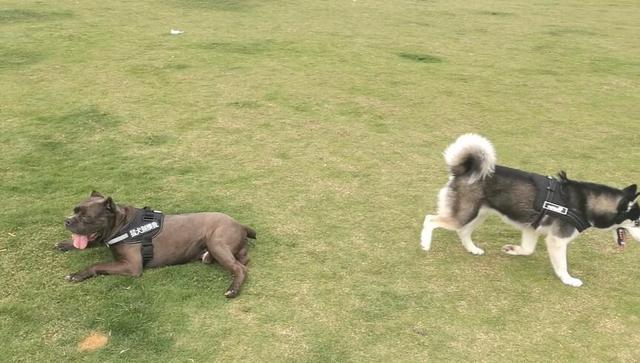 二哈意圖再次欺負猛犬，卡斯羅牽沒有套牽引繩，笑翻眾人