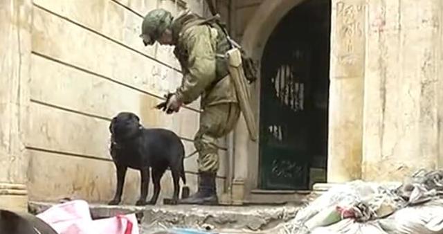 全球犧牲率高的軍犬非德牧，而是中國大部分家庭養殖此寵物犬