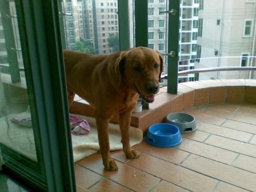 全球犧牲率高的軍犬非德牧，而是中國大部分家庭養殖此寵物犬