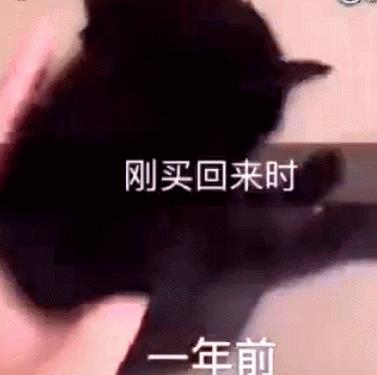 一年前買回來一隻貓，現在卻傻了眼，網友：申公豹，是你嗎？