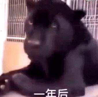 一年前買回來一隻貓，現在卻傻了眼，網友：申公豹，是你嗎？