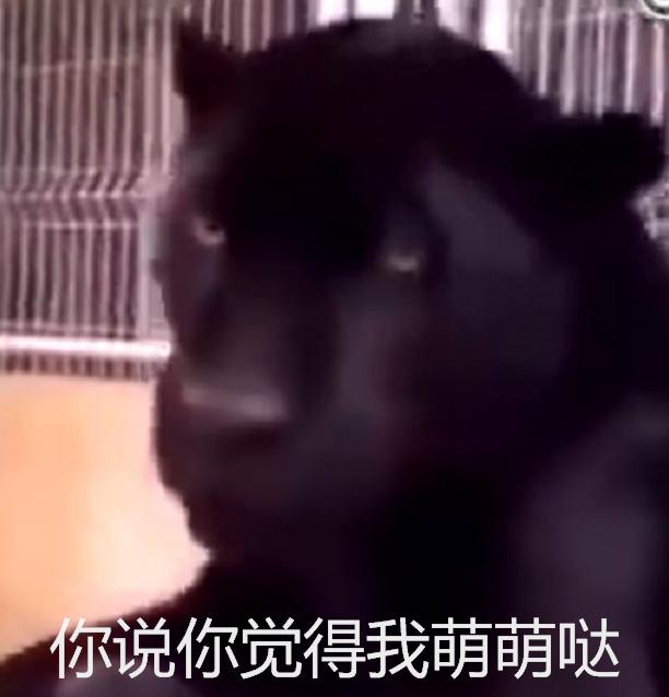 一年前買回來一隻貓，現在卻傻了眼，網友：申公豹，是你嗎？
