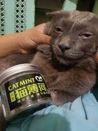 超萌喵皇蹲砂盆準備大解放，接著滿臉享受張嘴放空就壞掉了 