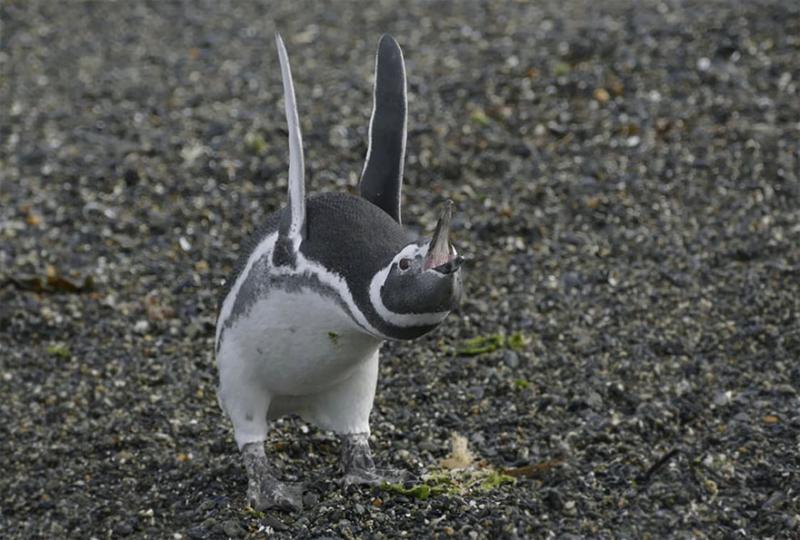 動物根本就天然派諧星　14張「出醜照」讓大家一路笑到跨年