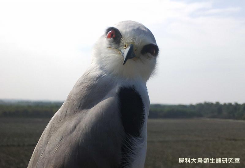 「人類不該為自私關牠」　加拿大正式通過法規：全面禁止飼養鯨豚！