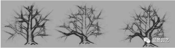 盆景造型基礎知識 盆景造型的剪裁技巧