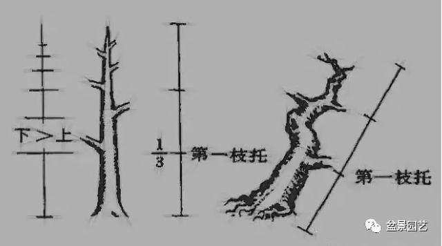 盆景造型基礎知識 盆景造型的剪裁技巧