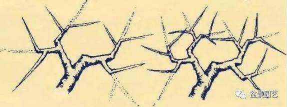 盆景造型基礎知識 盆景造型的剪裁技巧