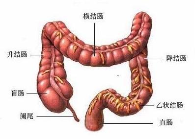 便秘好幾天沒有大便，糞便都去哪裡了？醫生告訴你治療方案