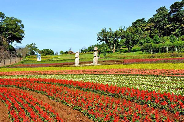 四季都有花海可賞 全台五大花海農場