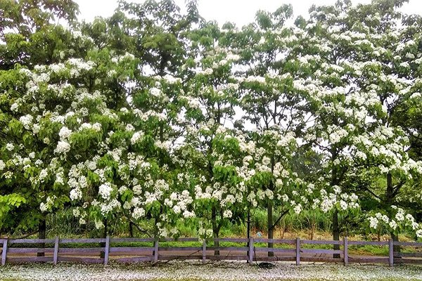 四季都有花海可賞 全台五大花海農場