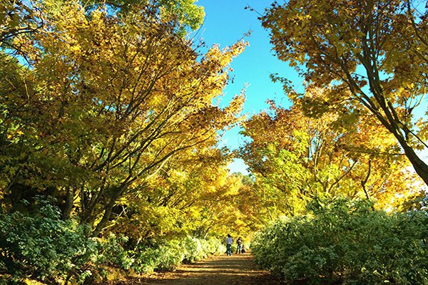 四季都有花海可賞 全台五大花海農場