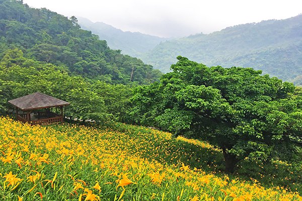 四季都有花海可賞 全台五大花海農場
