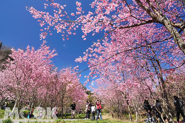 四季都有花海可賞 全台五大花海農場