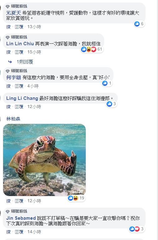 小琉球海龜疑似被遊客壓著玩，當事人喊冤是踩到海膽抓著石頭，網友「有沒有做你們心裡有數」