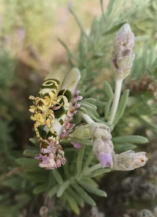 罕見！「白毛松鼠」穿梭樹林被拍到　專家超興奮：出現機率是百萬分之一