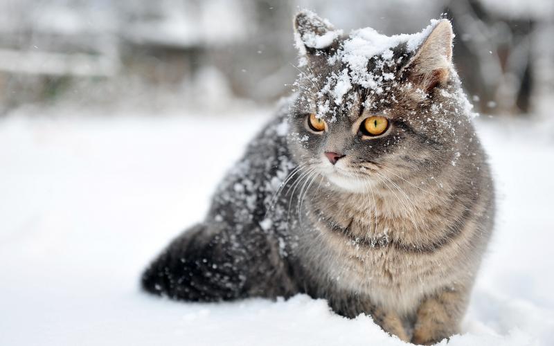 小老虎看到雪就想玩　燦笑伸舌頭「猛舔雪」玩到不顧形象啦