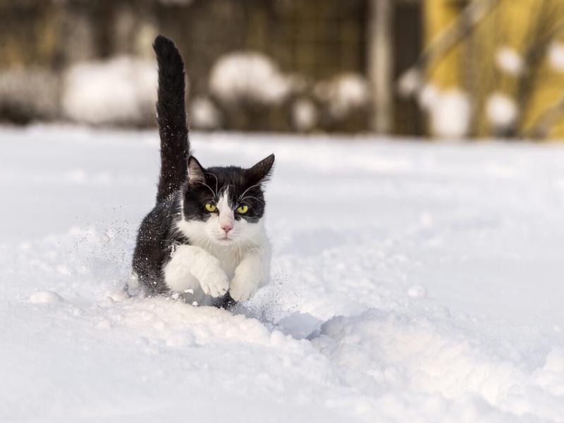 小老虎看到雪就想玩　燦笑伸舌頭「猛舔雪」玩到不顧形象啦